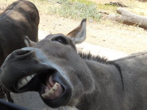 הוא מבין במרק פירות כמו שגנרל מבין דיפלומטיה או אידאולוגיה
