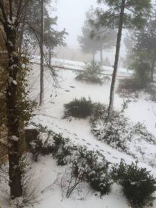 שלג בקרית ארבע. צילום: אמא שלי.