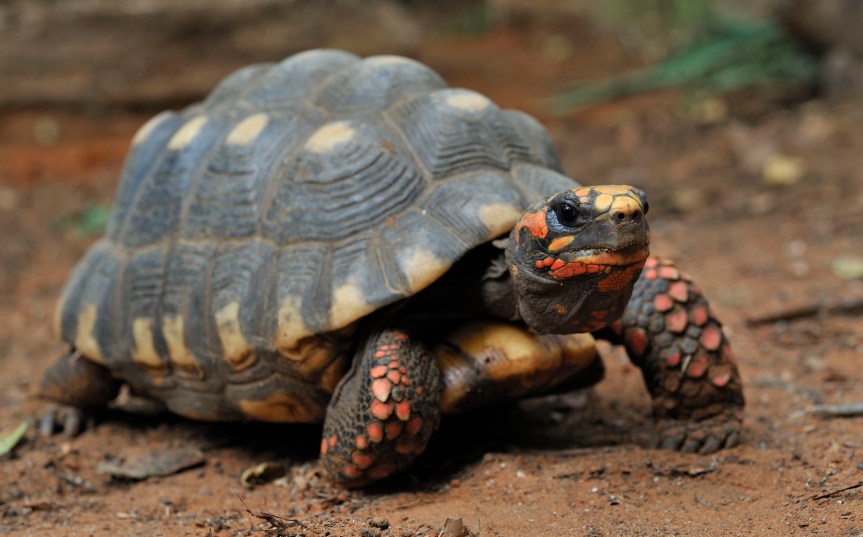 שולטהייס (אילוסטרציה)