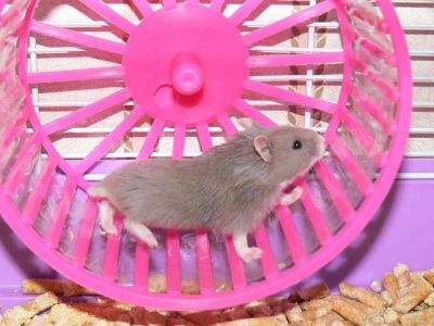 התקדמות הימין הדתי ו/או השמרני לעבר עמדת ההגמוניה - אילוסטרציה