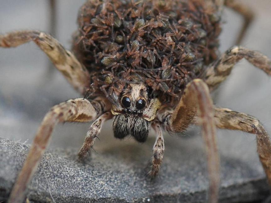 תמונה של עכביש ממשפחת הזאבנים - "עכביש-הזאב". לפי אמונה תפלה עקיצתו גורמת למחול טירוף.